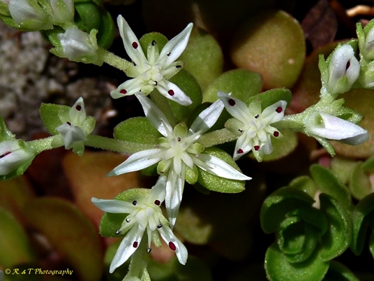 {Sedum ternatum}